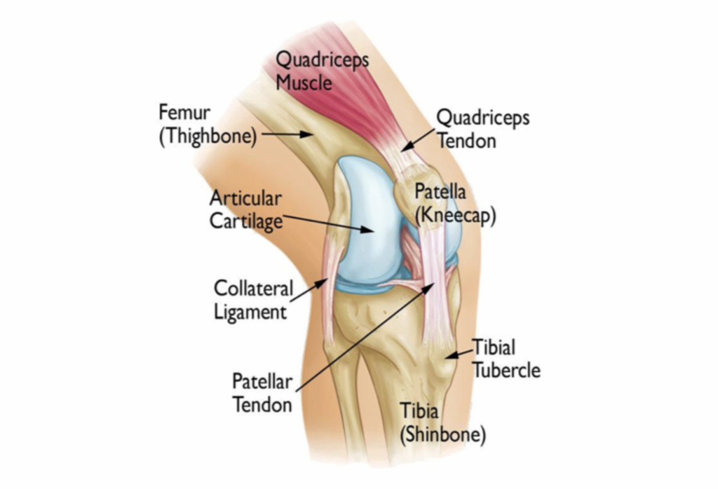 patellofemoral joint diagram showing the different parts of the knee