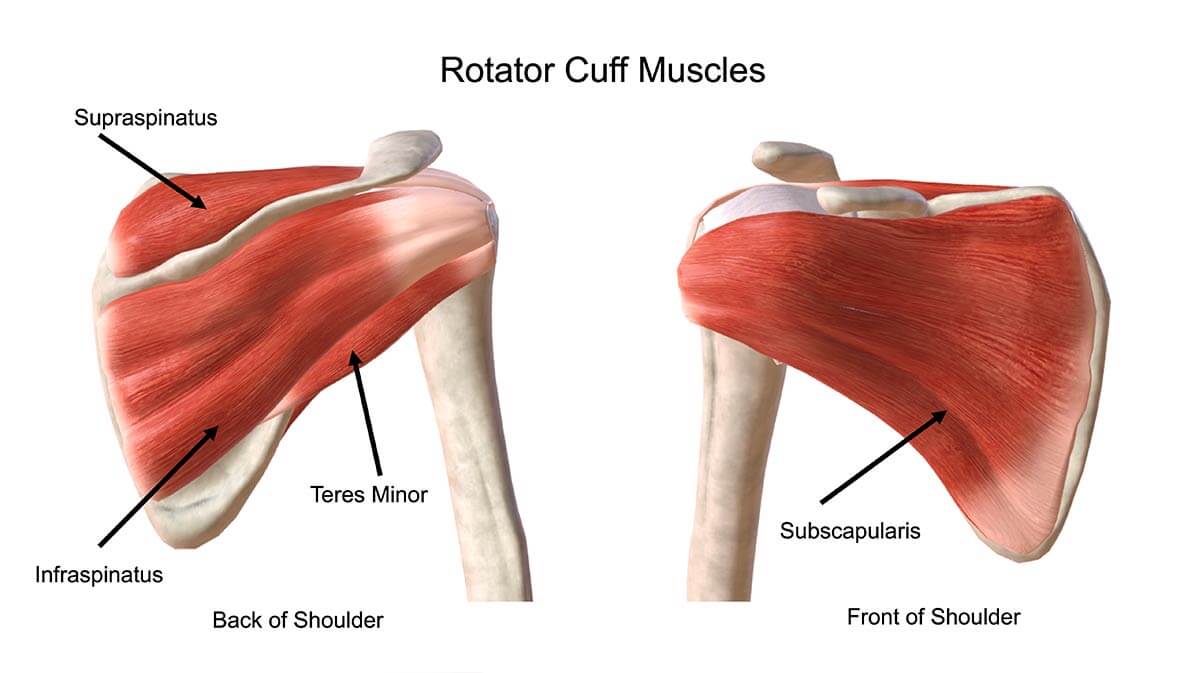 what is the rotator cuff